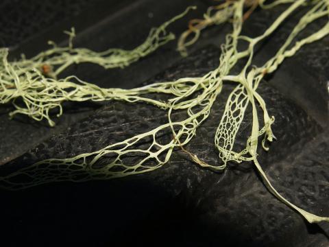Lace lichen Lace lichen (also called fishnet lichen); symbol of California