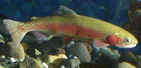 Lahontan cutthroat trout Lahontan cutthroat trout