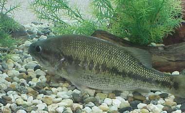 Florida State Freshwater Fish Largemouth Bass