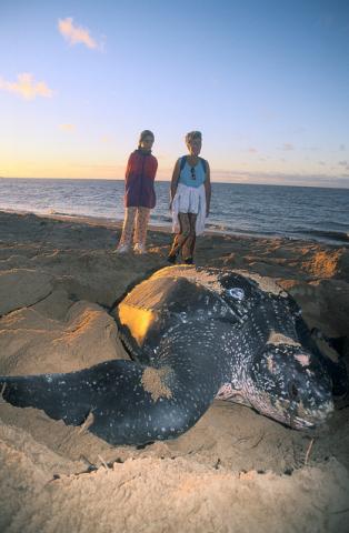 Leatherback sea turtle (Dermochelys coriacea) Leatherback sea turtle (Dermochelys coriacea)