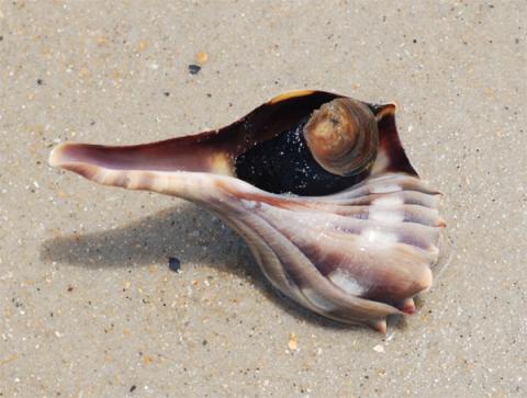 Lightning Whelk Lightning Whelk