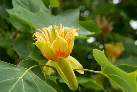 Flower of tulip tree Flower of tulip tree (Liriodendron tulipifera)
