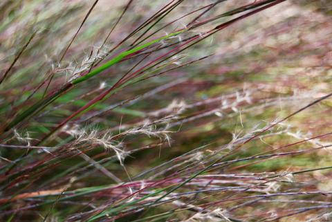Little bluestem grass seeds Little bluestem grass seeds