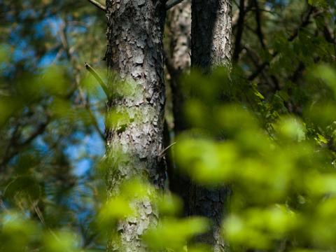 Loblolly pine tree Loblolly pine tree