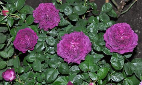 Maui lokelani rose Maui lokelani rose