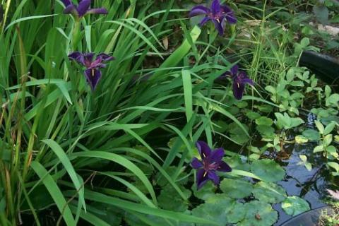 Louisiana iris flowers Louisiana iris flowers