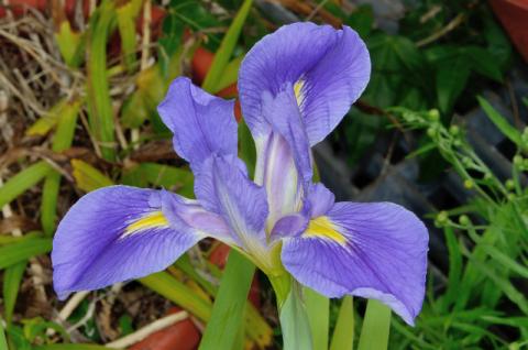 Louisiana iris wildflower