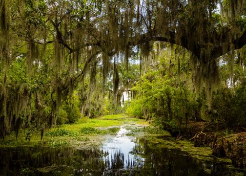 Louisiana swamp Louisiana swamp