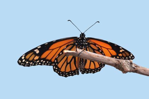 Monarch butterfly Monarch butterfly
