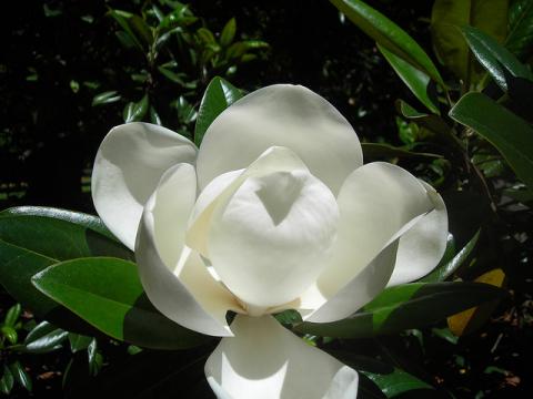 Magnolia flower Magnolia flower