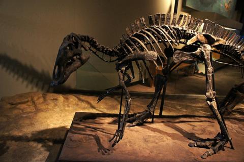 Maiasaura peeblesorum fossil