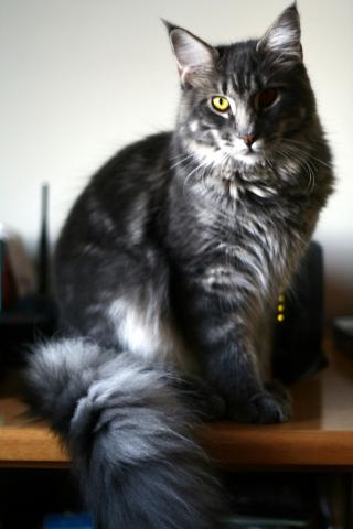 Maine coon cat Maine coon cat