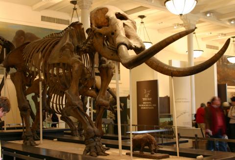 Mastodon fossil skeleton