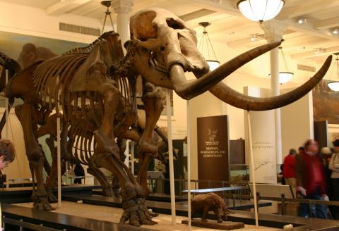 Mastodon fossil skeleton Mastodon fossil skeleton