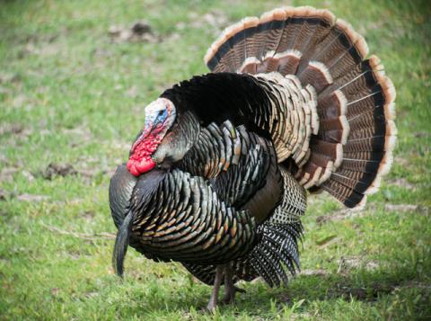 Wild turkey Wild turkey