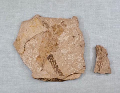 Metasequoia fossil Metasequoia sp. fossil from Middle Eocene