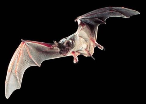 Mexican free-tailed bat in flight Mexican free-tailed bat in flight