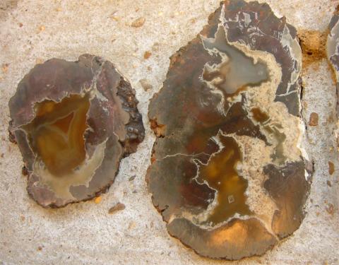 Petrified wood from Mississippi Petrified Forest Petrified wood from Mississippi