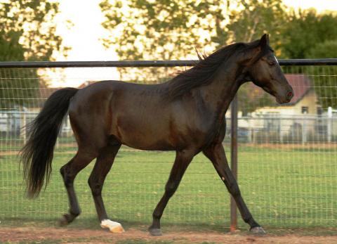 Missouri fox trotter Missouri fox trotting horse