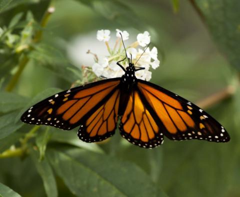 Monarch buttterfly Monarch buttterfly