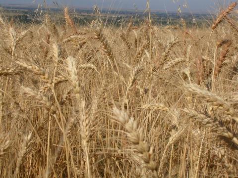 Montana wheat field Montana wheat field