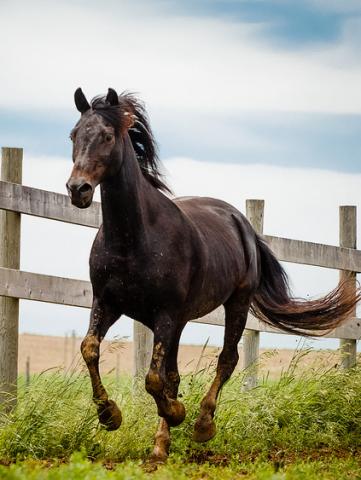 Morgan horse Morgan horse