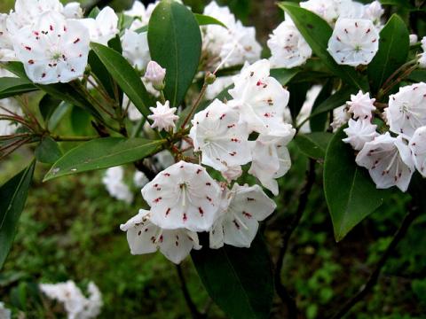 Mountain laurel - state flower of Connecticut and Pennsylvania