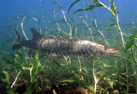 Muskellunge; state fish of Wisconsin