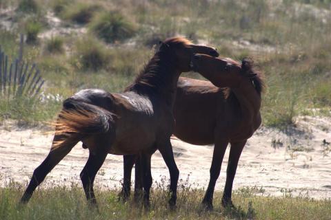 Wild Colonial Spanish mustangs Wild Colonial Spanish mustangs