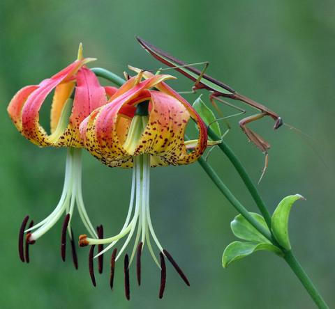 Carolina lily Carolina lily