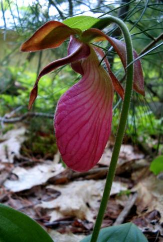 Pink lady slipper in a New Hampshire wooded yard