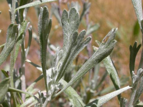 Sagebrush; Artemisia tridentata spiciformis