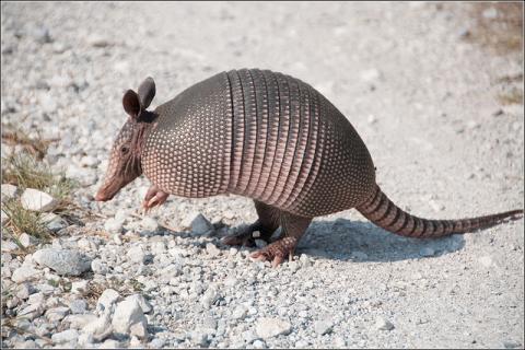 Nine-banded armadillo in Texas Nine-banded armadillo in Texas
