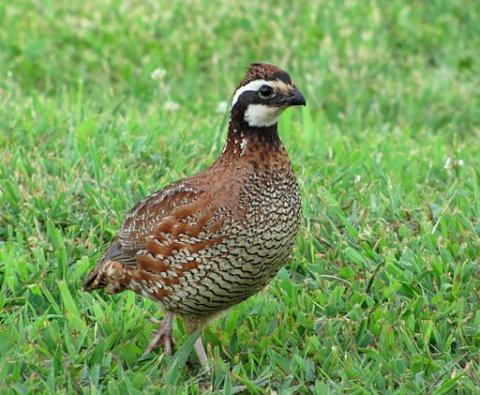 Bobwhite Quail Bobwhite Quail