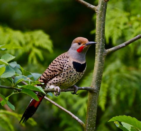 Northern flicker Northern flicker