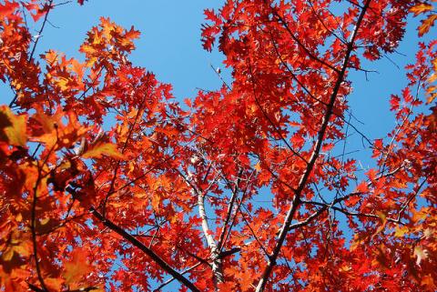 Red oak tree in autumn