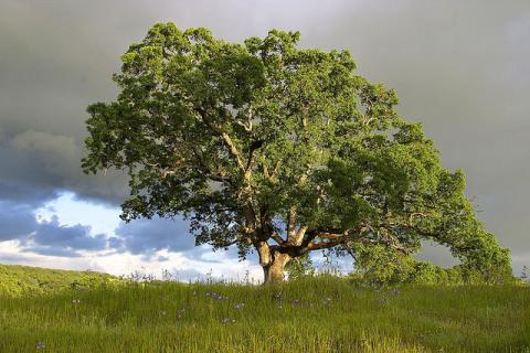 The Mighty Oak The Mighty Oak