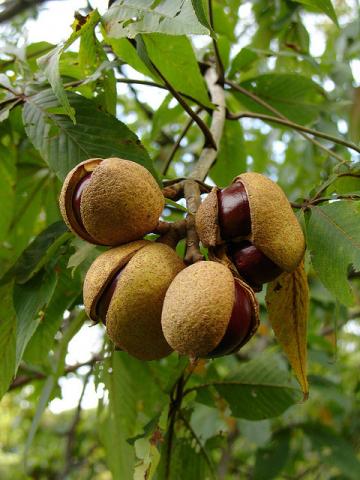 Ohio buckeye tree Ohio buckeye tree