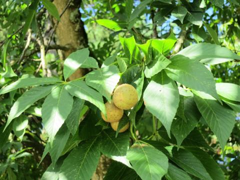 Ohio buckeye tree (Aesculus glabra)