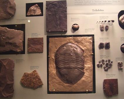 Ohio Trilobite at the Smithsonian Ohio Trilobite at the Smithsonian