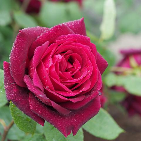 Oklahoma rose Oklahoma rose; hybrid tea rose; state flower of Oklahoma