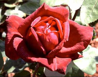 Oklahoma rose Oklahoma rose