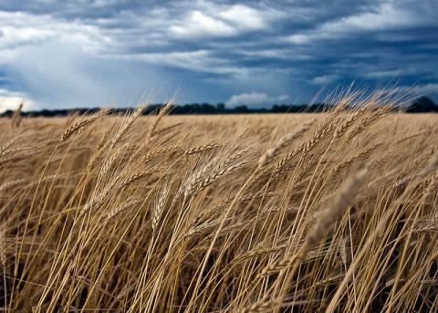Oklahoma wheat