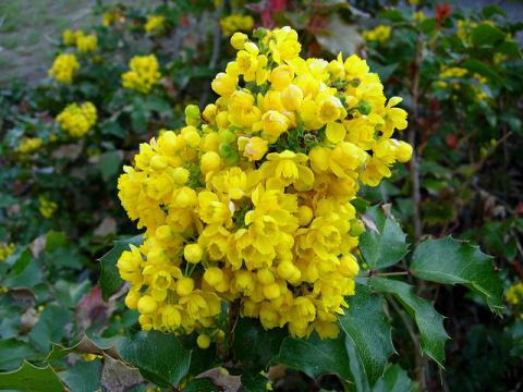 Oregon grape flowers Oregon grape (Mahonia aquifolium)
