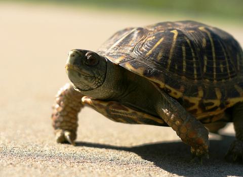 Ornate box turtle Ornate box turtle