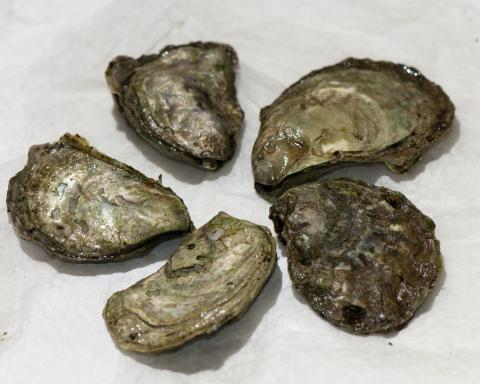 Ostrea lurida oysters, the official state oyster of Washington state