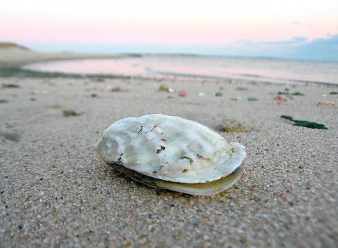 Eastern oyster Eastern oyster