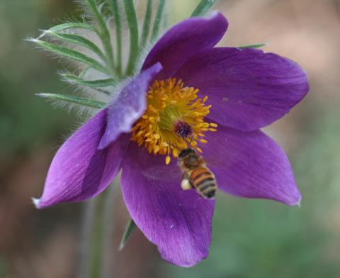 Pasque flower and friend Pasque flower and bee