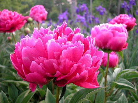Peony flowers Peony flowers