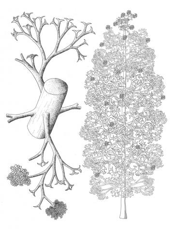 Pertica quadrifaria Pertica quadrifaria
